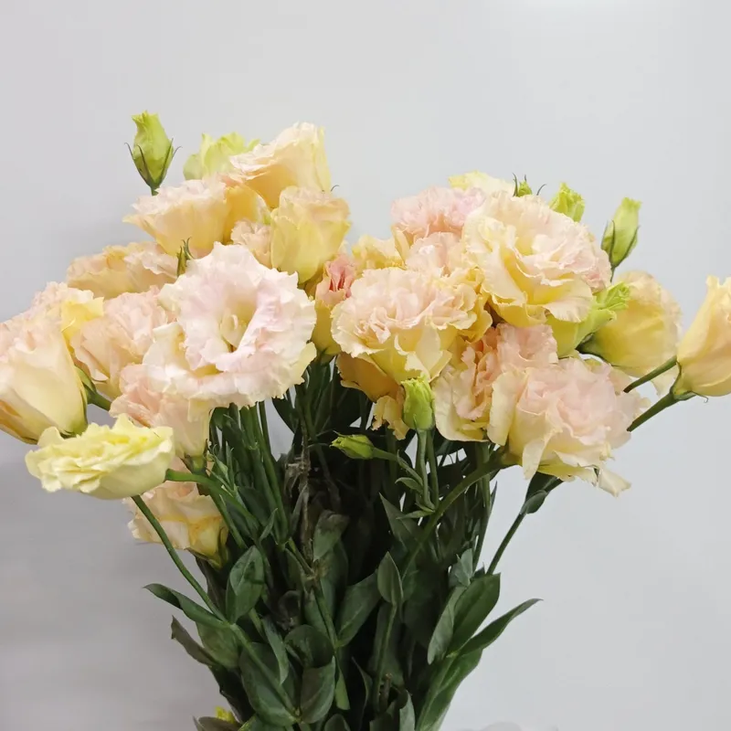Eustoma