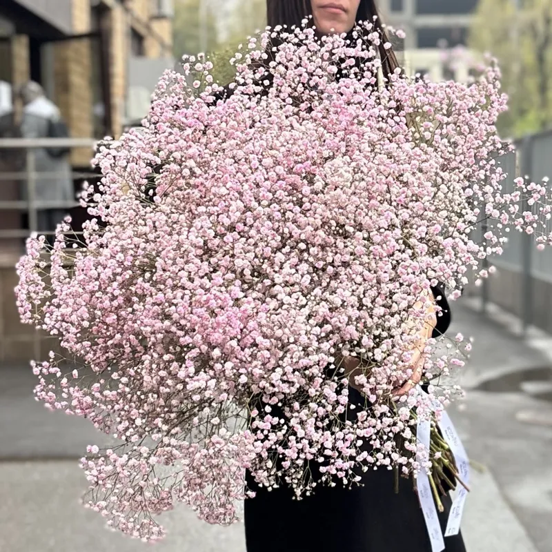 Gipsofilă