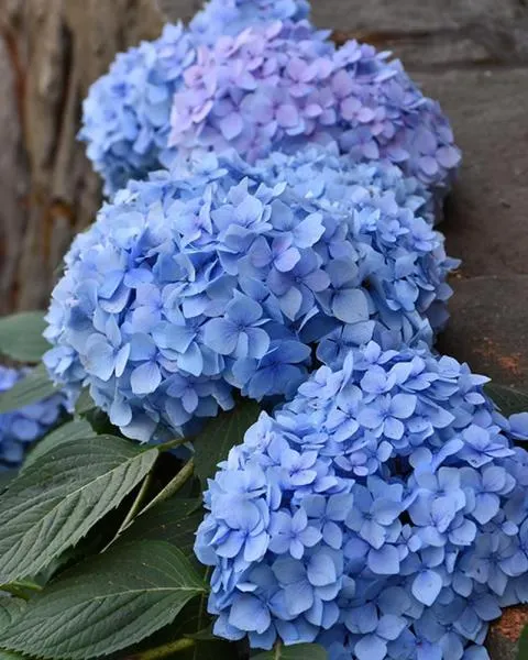 Hortensii