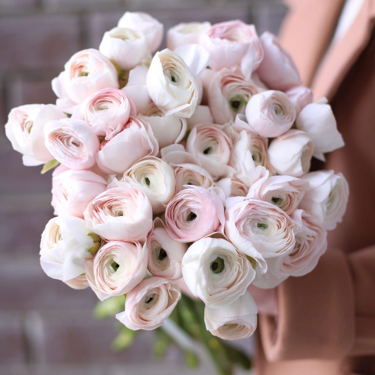 Ranunculus premium "Weronika"