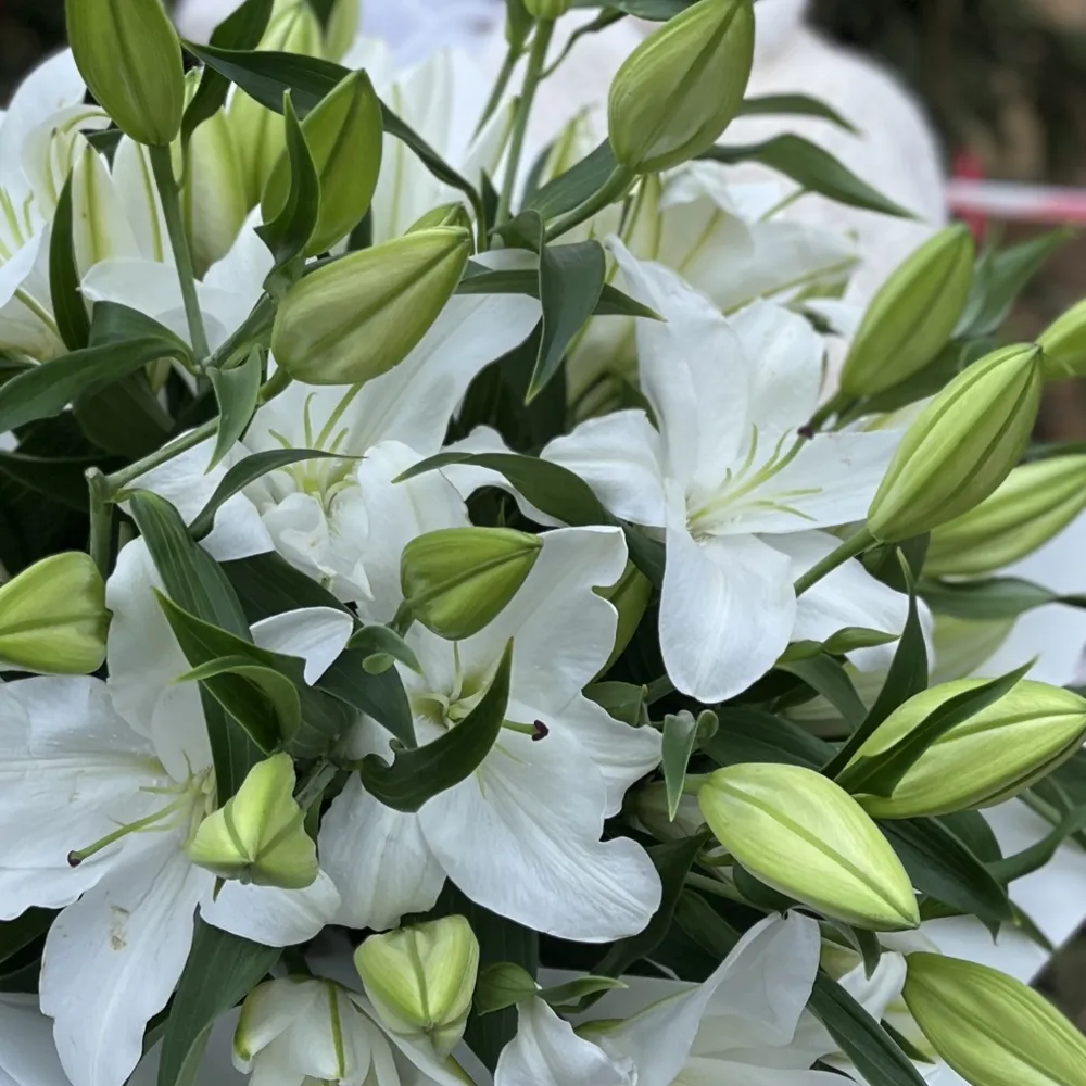 Imagine principală produs floral
