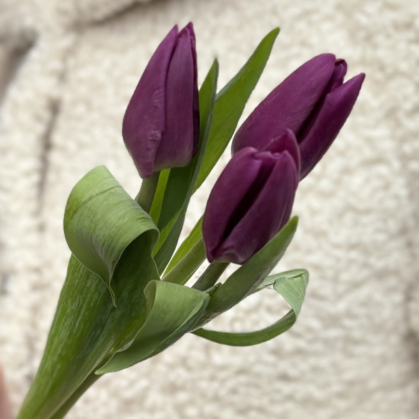 Miniatură produs 1