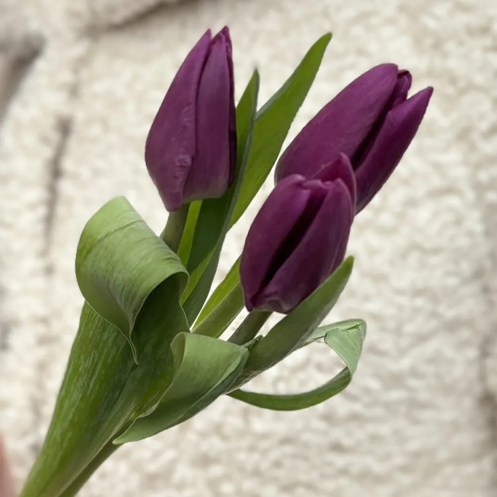 Imagine principală produs floral