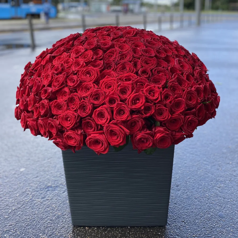 301 роза