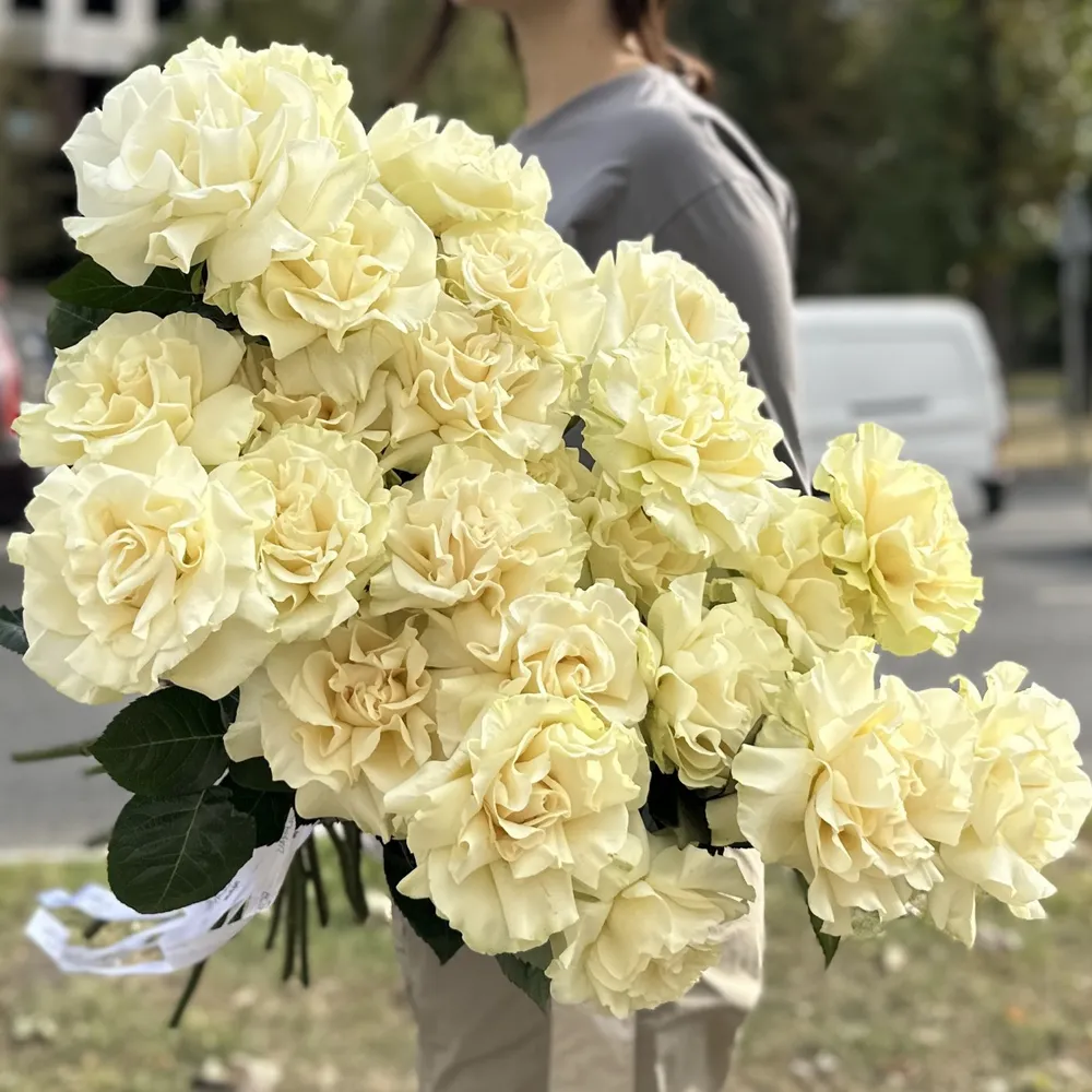 Franțuzești trandafiri